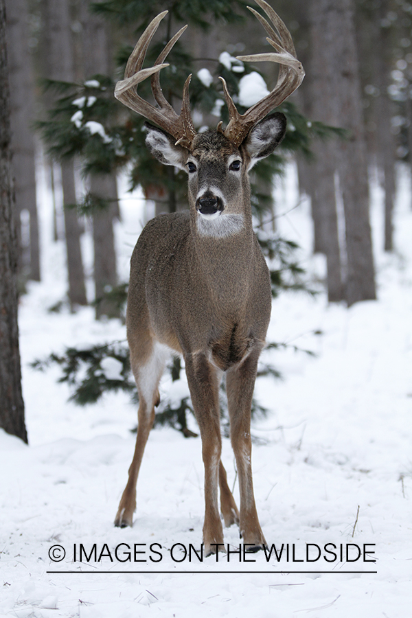 White-tailed buck in habitat.