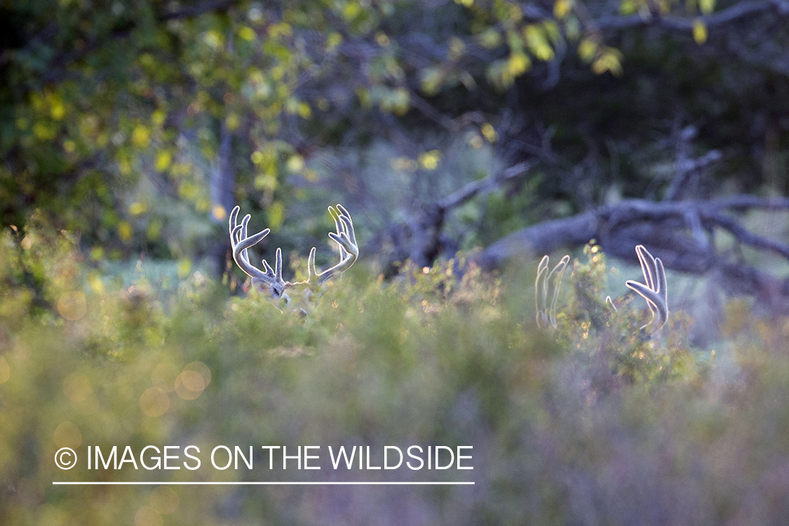 White-tailed buck in habitat. 