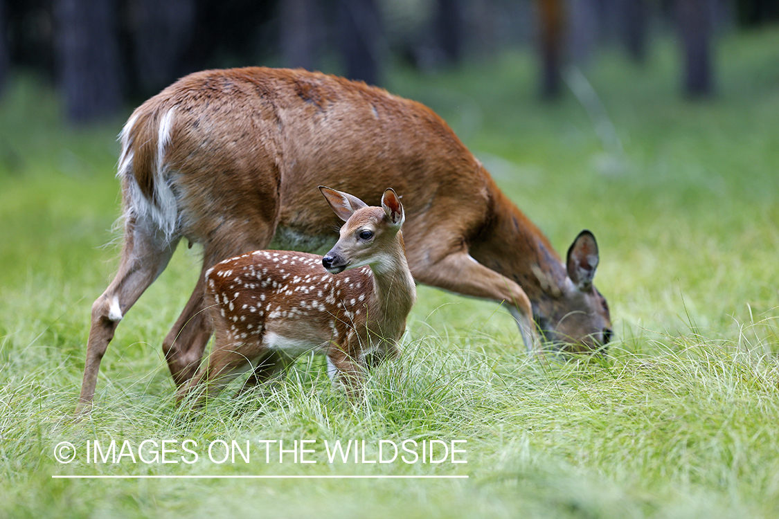 White-tailed fawn with doe in habitat.