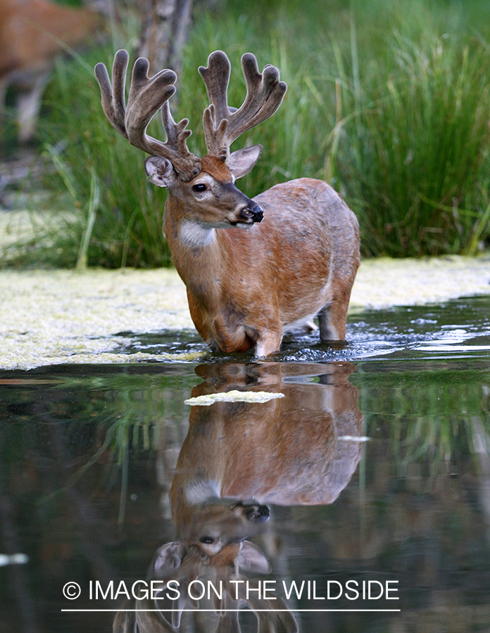 White-tailed buck with reflection in habitat.