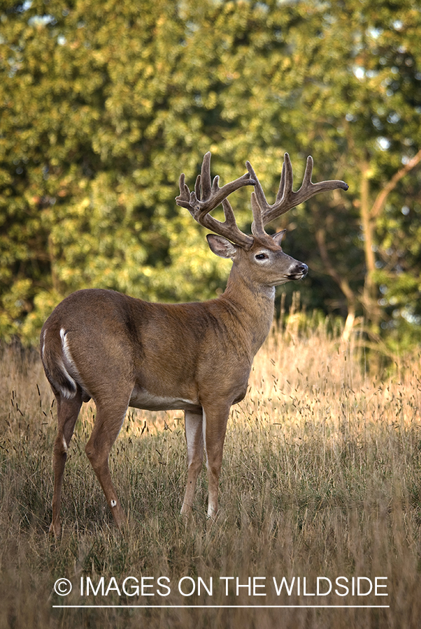 White-tailed buck in velvet.