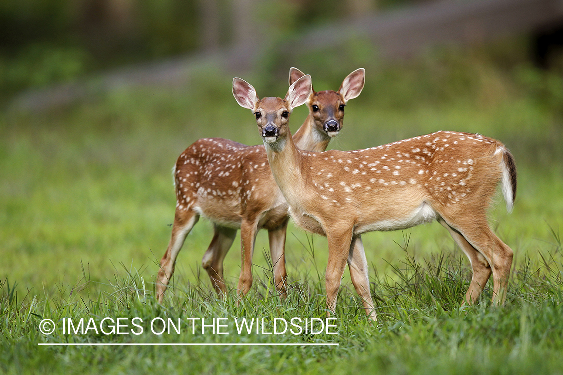 White-tailed fawns in velvet.