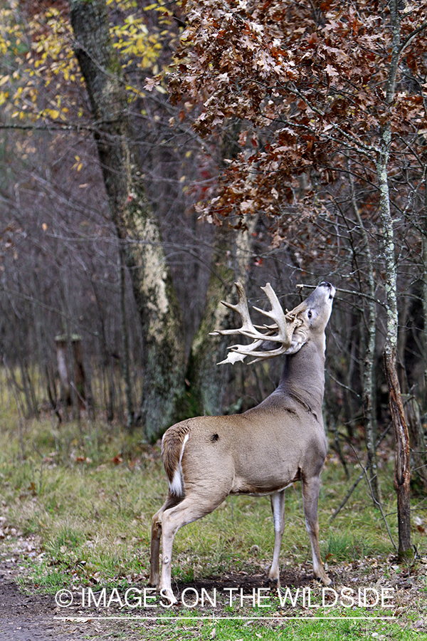 White-tailed buck scent marking.