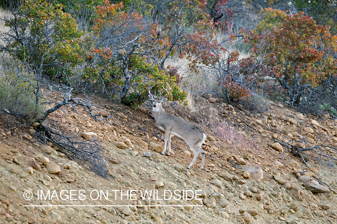 White-tailed buck in habitat.