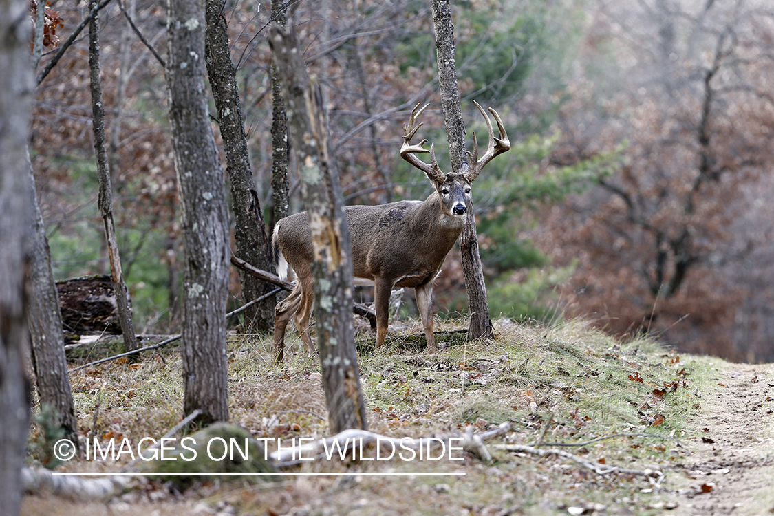 White-tailed buck near tree rub.