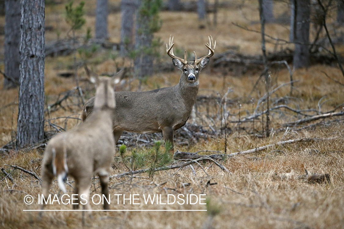 White-tailed buck approaching decoy. 