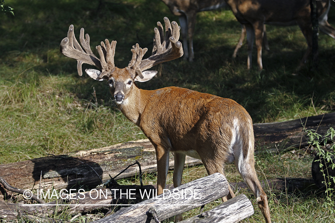 White-tailed Buck in Velvet.