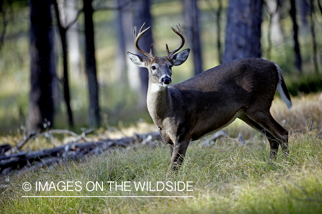 Small white-tailed buck in habitat.