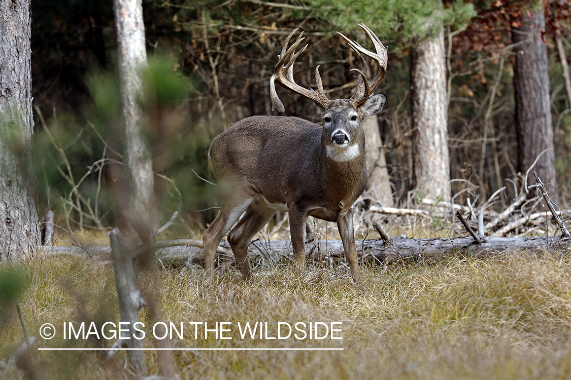 White-tailed buck in woods.