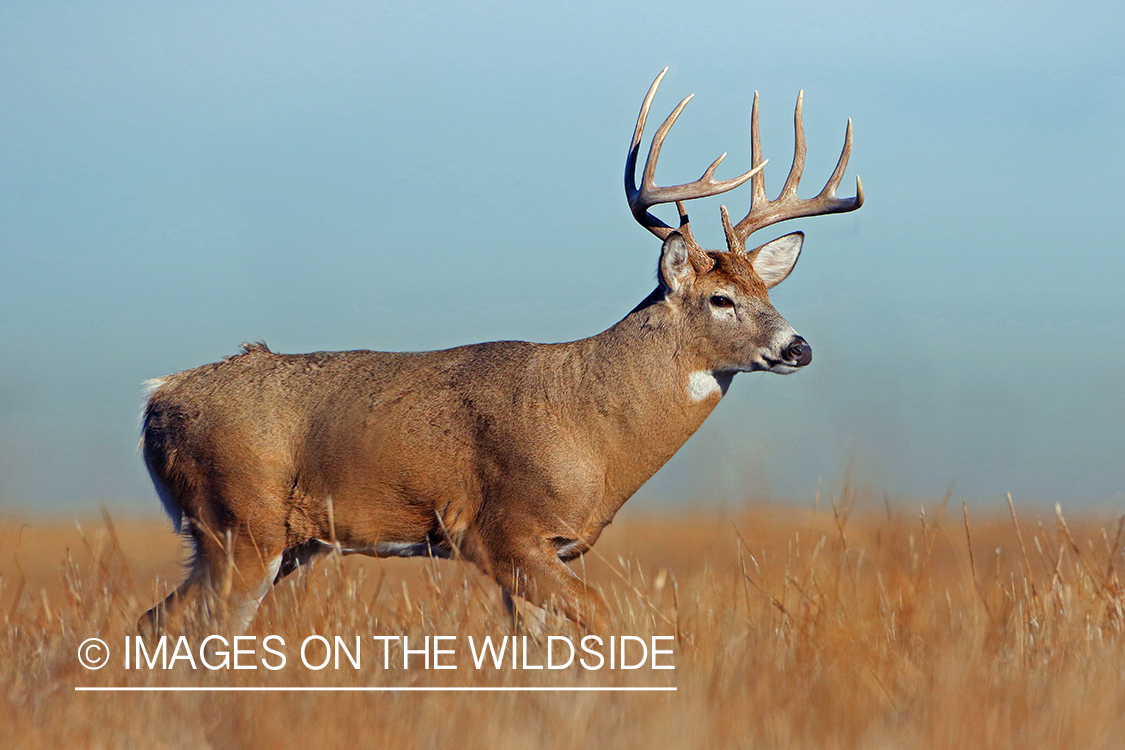 White-tailed buck in fall field.