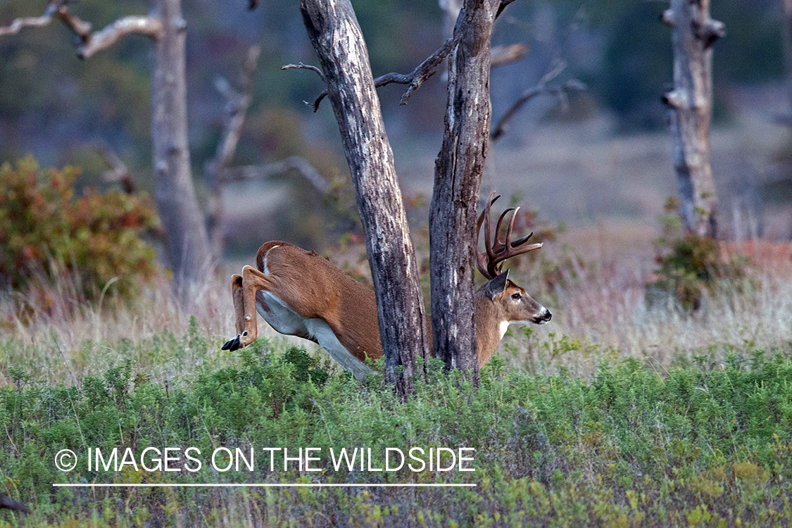 White-tailed buck running in habitat.