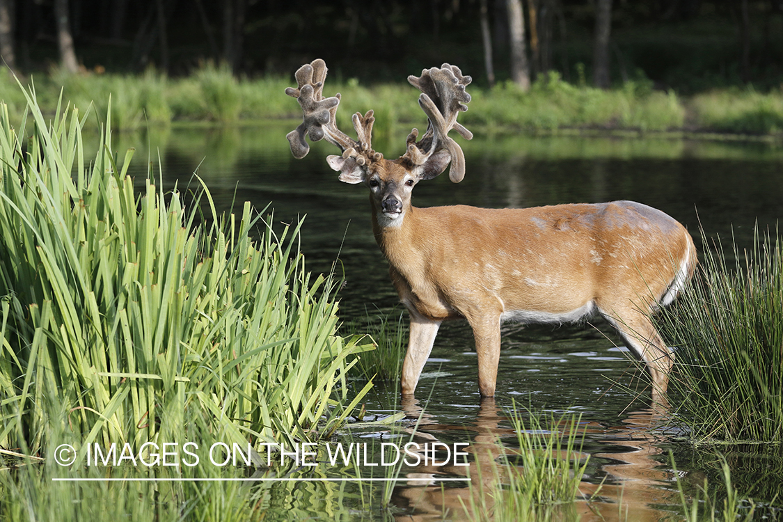 White-tailed buck in velvet next to water.