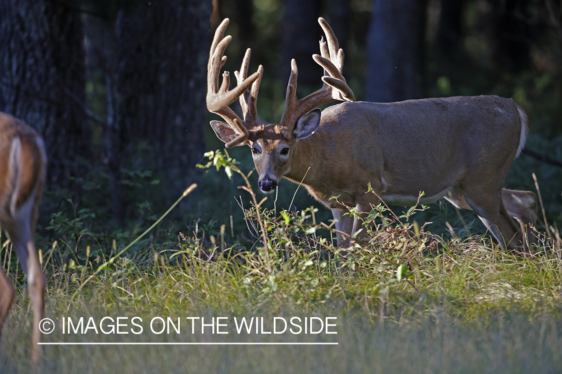 White-tailed buck in velvet in field.