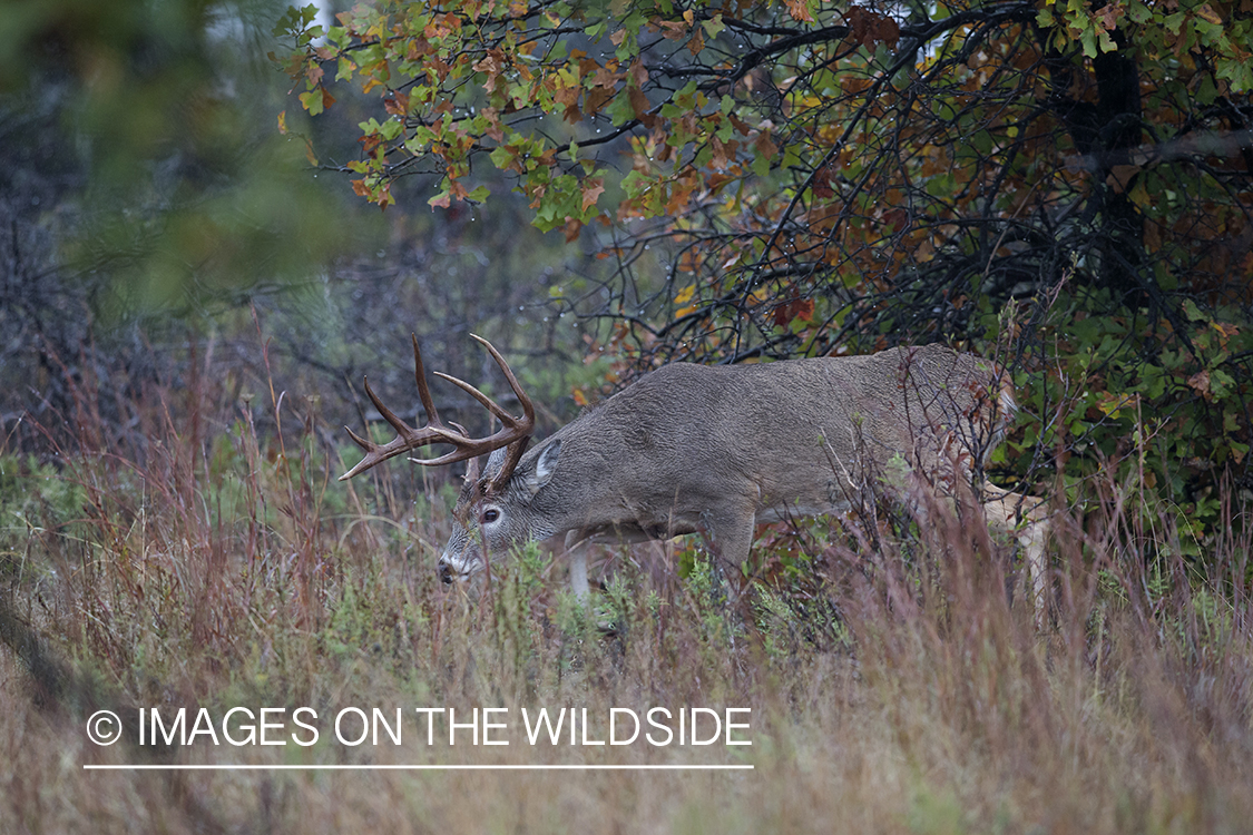 White-tailed buck in field.