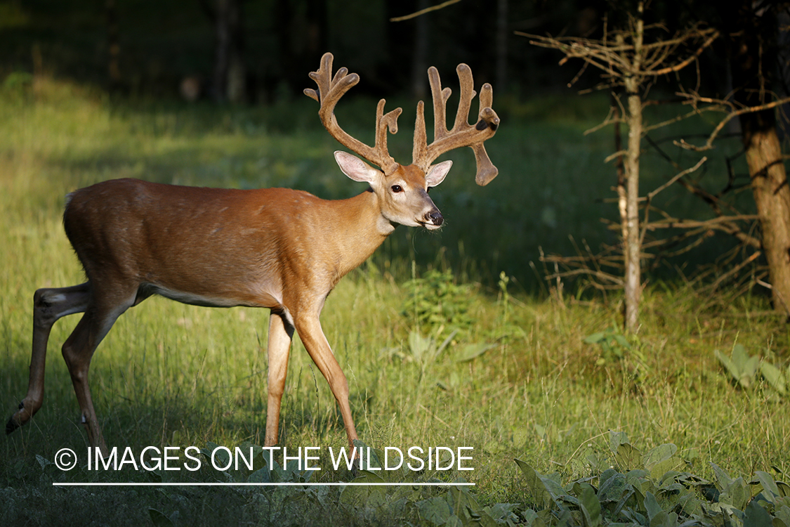 White-tailed buck in field.