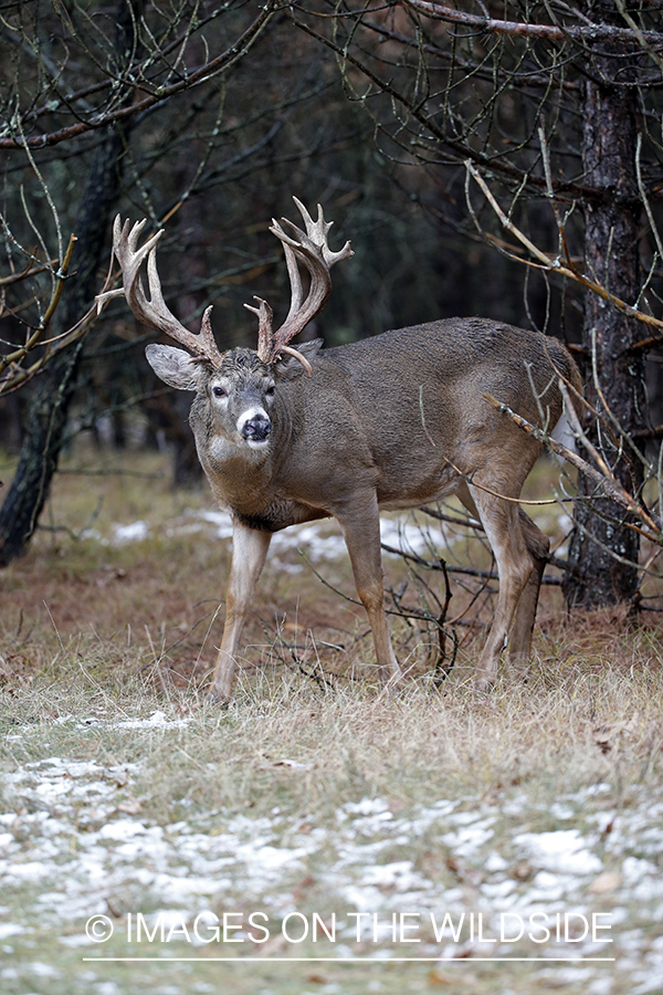 White-tailed buck in field.