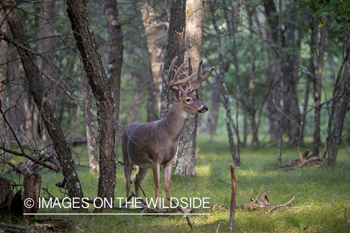 White-tailed buck in Velvet.