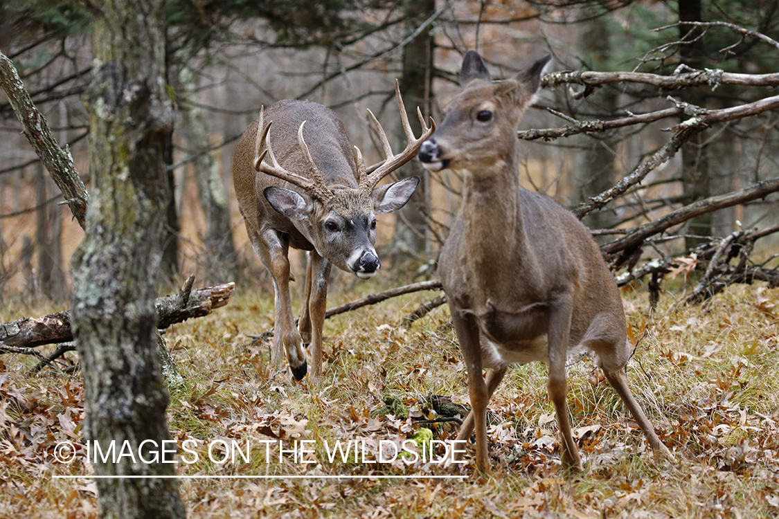 White-tailed buck in the rut chasing doe.