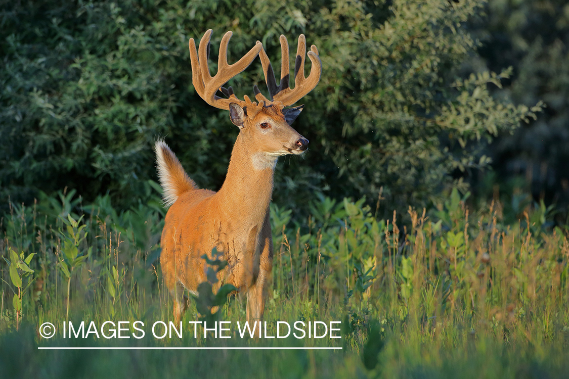 White-tailed buck in Velvet.