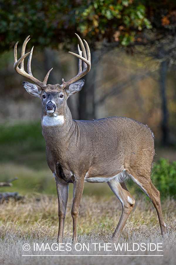 White-tailed buck in field.