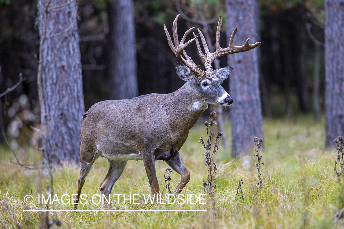 White-tailed buck in field.