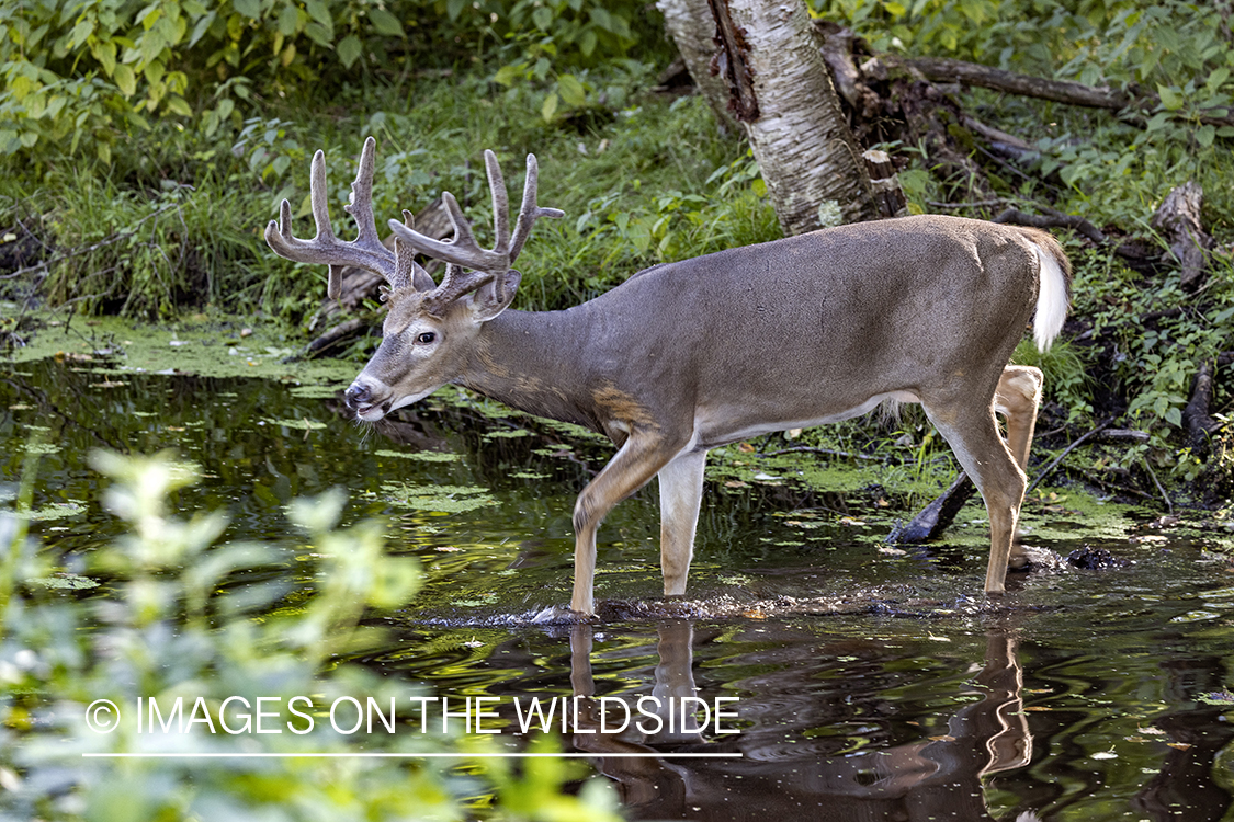 White-tailed buck in habitat.