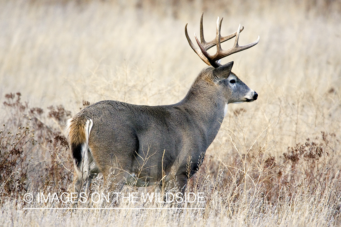 White-tailed deer in habitat