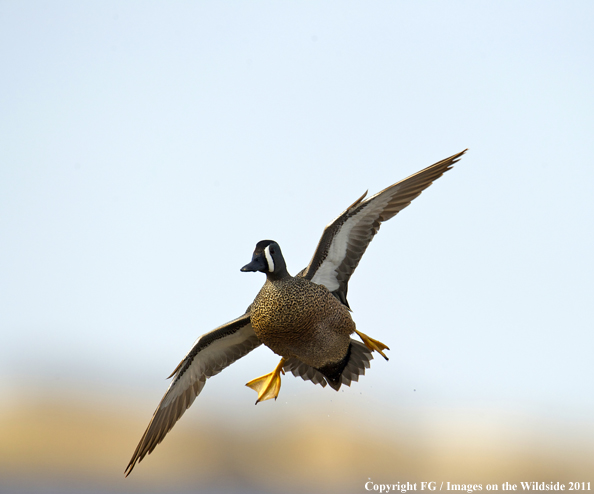 Blue-winged Teal landing. 