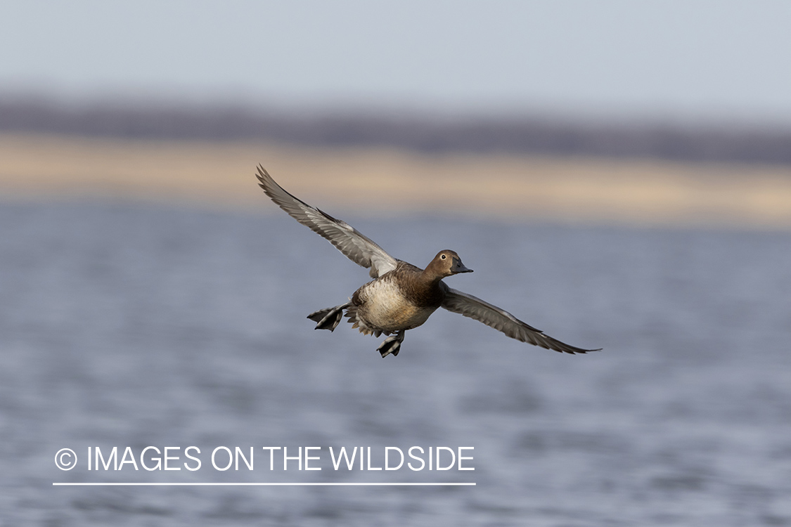 Canvasback in flight.