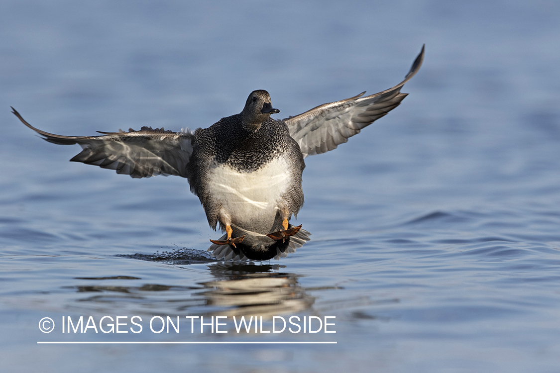 Gadwall landing on water.