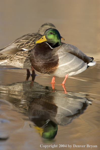 Mallards standing in pond.