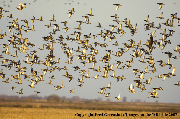 Mallards