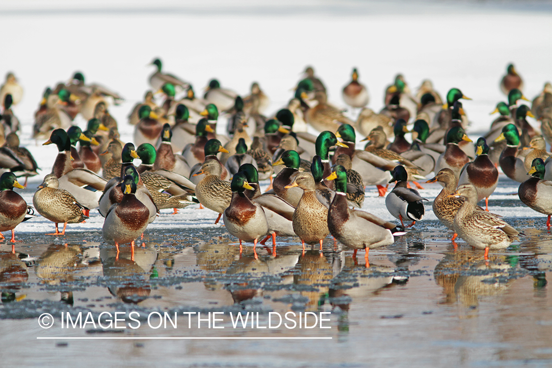 Flock of Mallards in winter habitat.