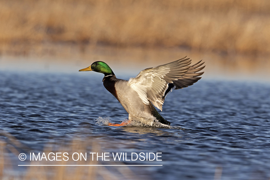 Mallard drake in flight.