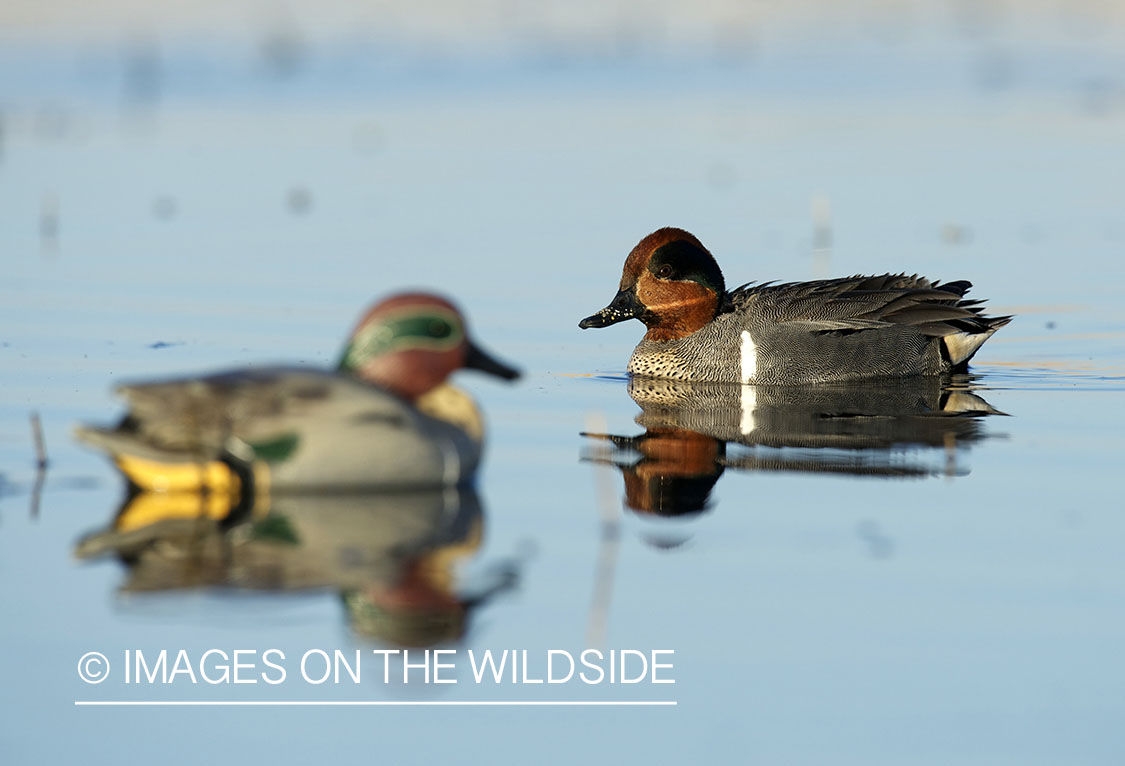 Green-winged Teal duck with decoy.