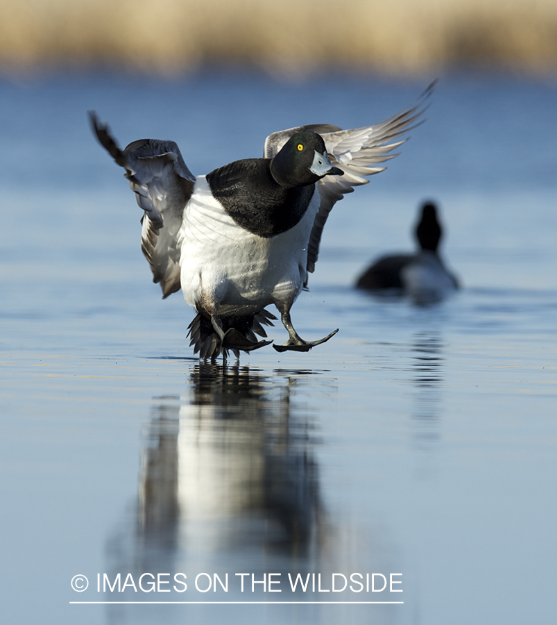 Lesser Scaup duck landing in habitat.