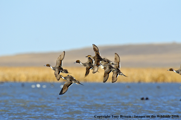 Pintails in habitat