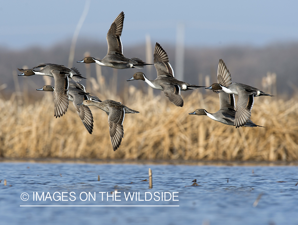 Pintails in flight.