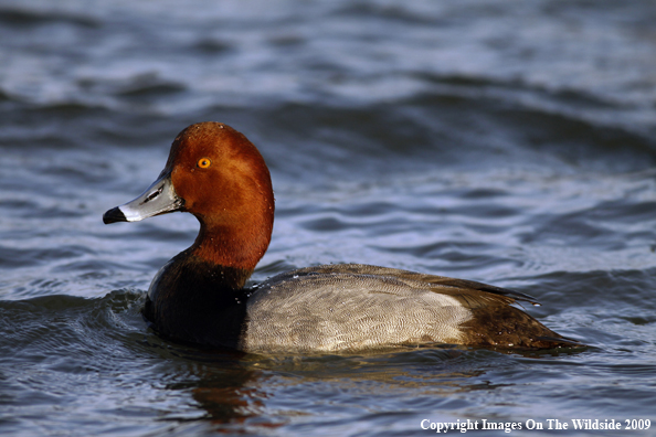 Redhead Drake