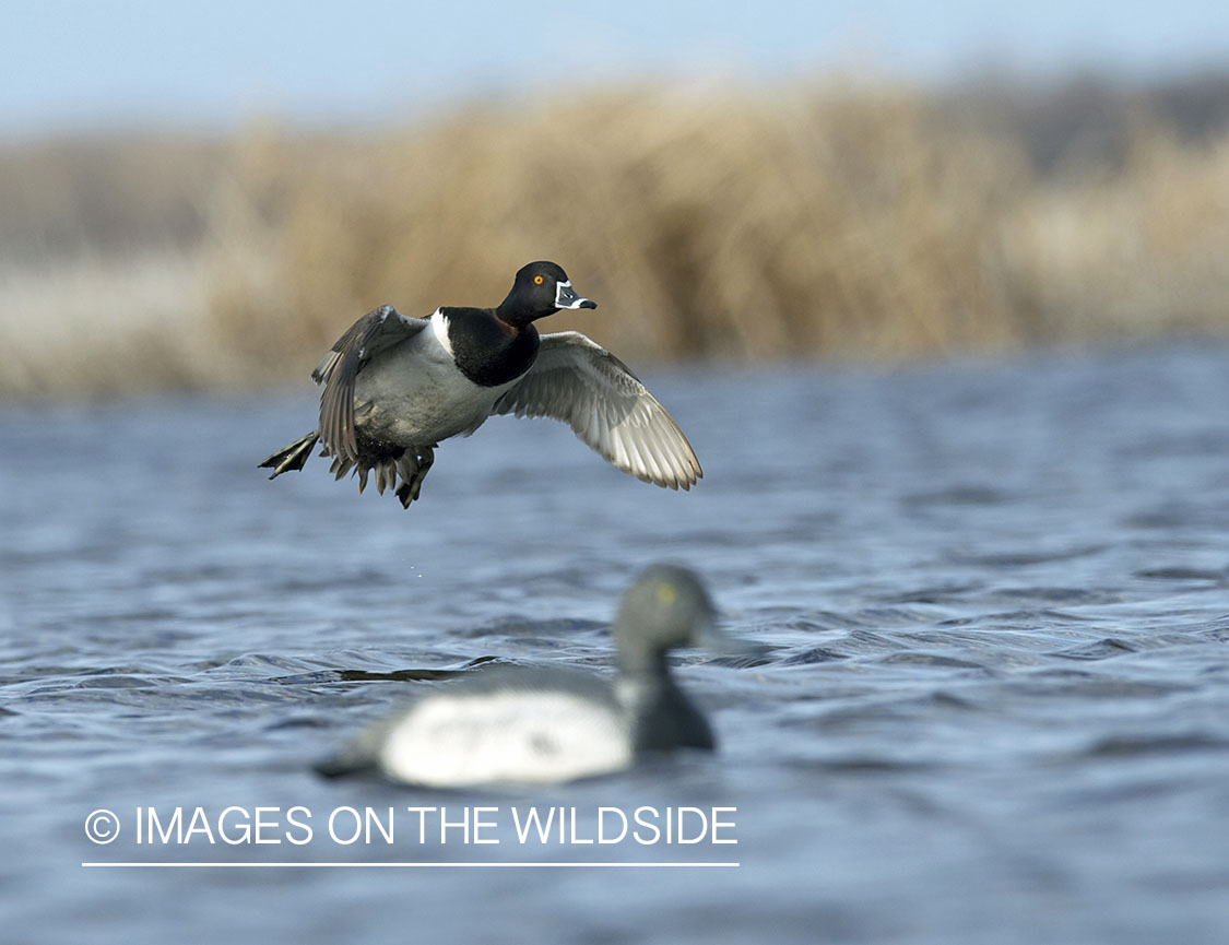 Ring-necked ducks landing with decoys.