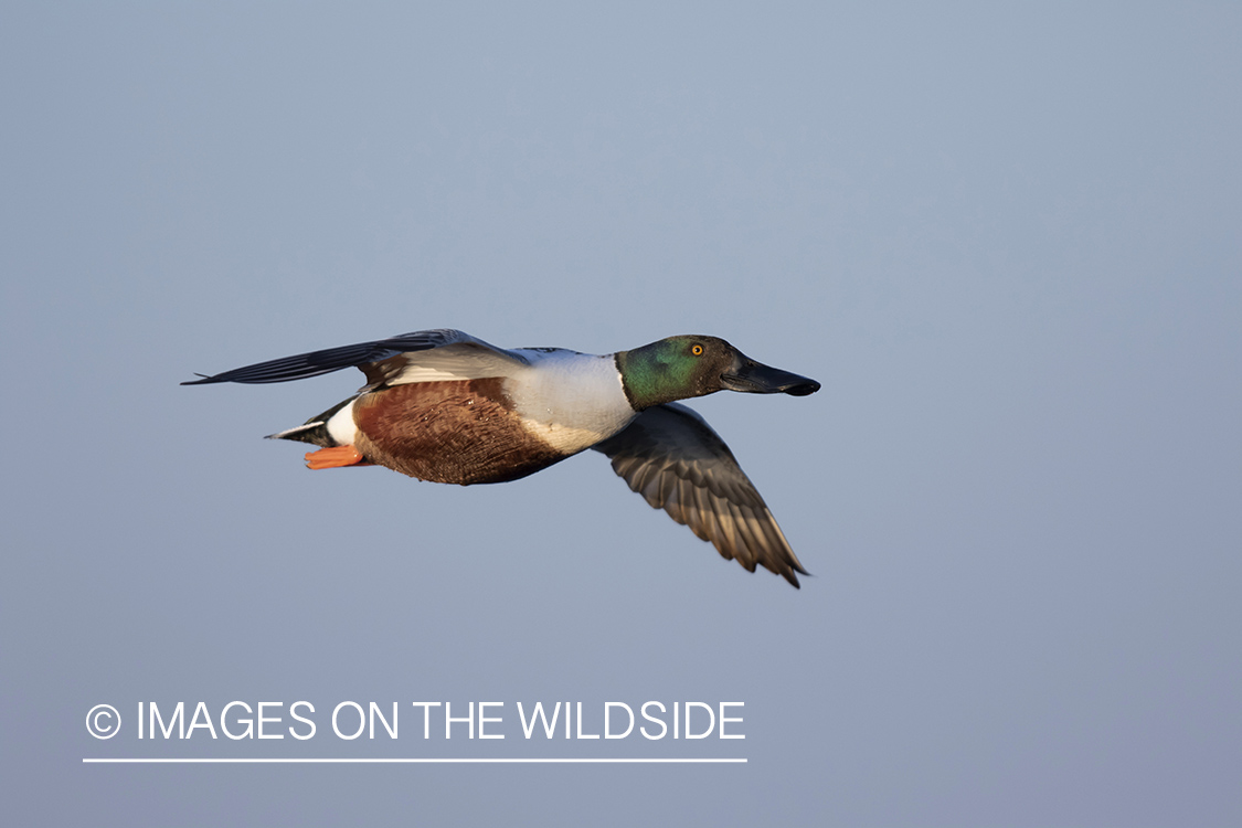 Shoveler duck in flight.