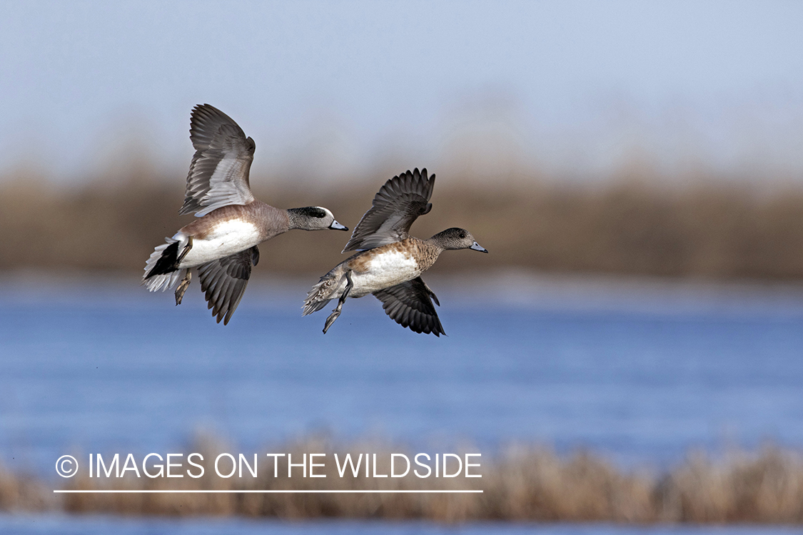 Wigeon in flight.