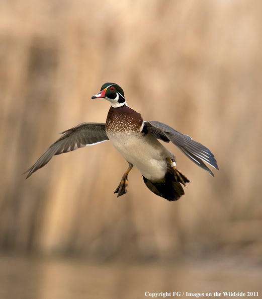 Wood duck landing. 