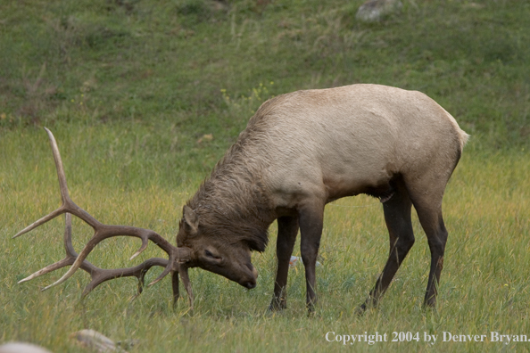 Rocky Mountain bull elk in habitat.