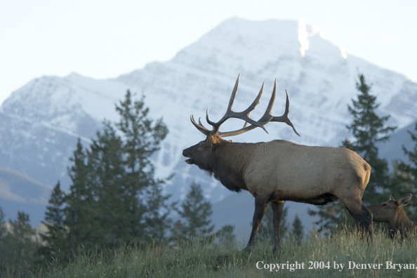 Rocky Mountain bull elk bugling by cow.