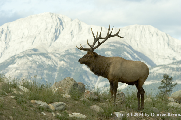 Rocky Mountain bull elk in habitat.