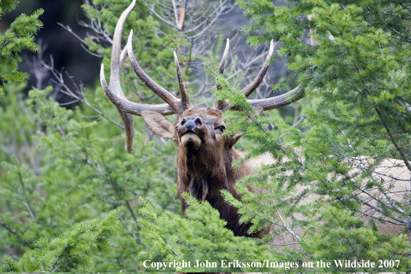 Elk in habitat