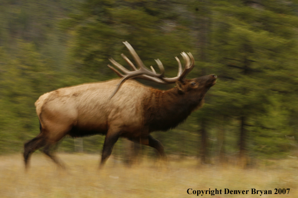 Rocky Mountain Elk running