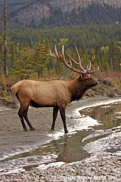 Rocky Mountain Elk at water