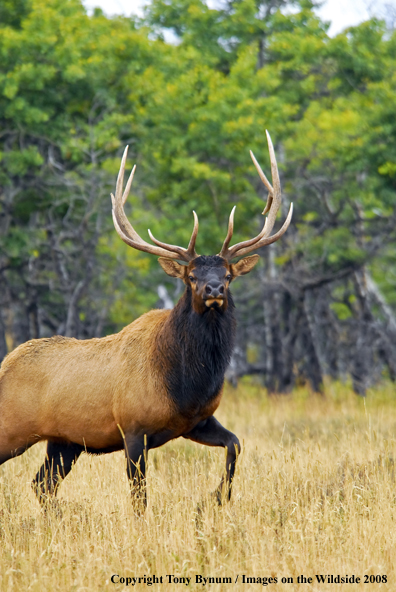 Rocky Mountain Elk in habitat